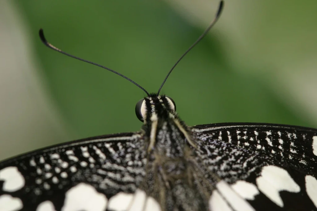 Wing Architecture, from Butterflies: The Geometry of Metamorphosis