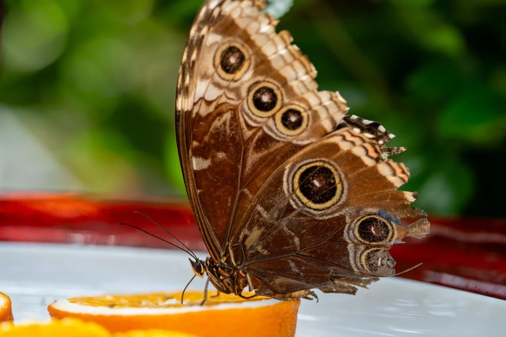 Nourishment, from Butterflies: The Geometry of Metamorphosis