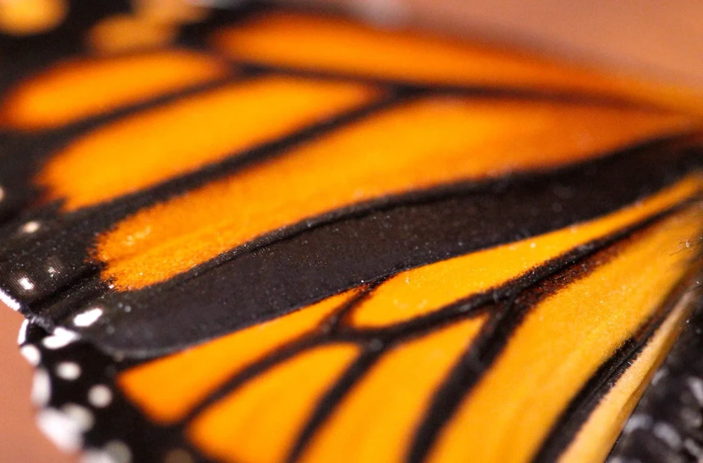 Monarch Wing Study, from Butterflies: The Geometry of Metamorphosis