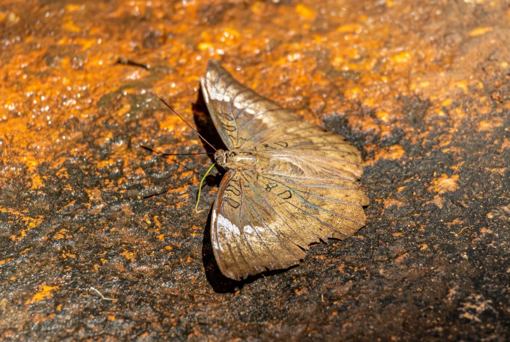 Stone and Structure, from Butterflies: The Geometry of Metamorphosis