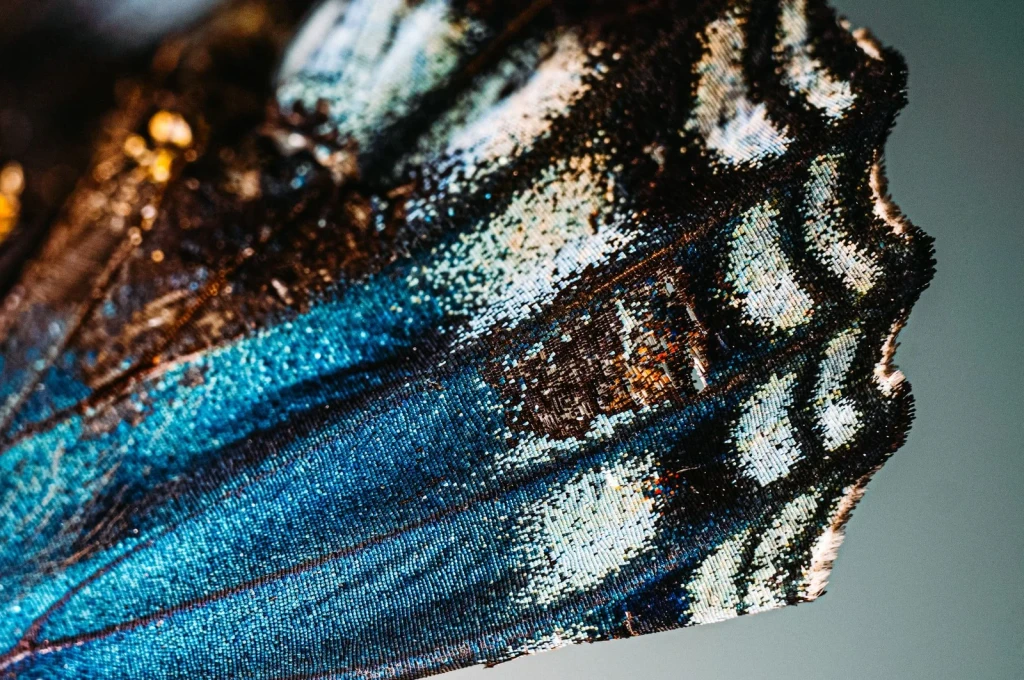 Chromatic Detail, from Butterflies: The Geometry of Metamorphosis