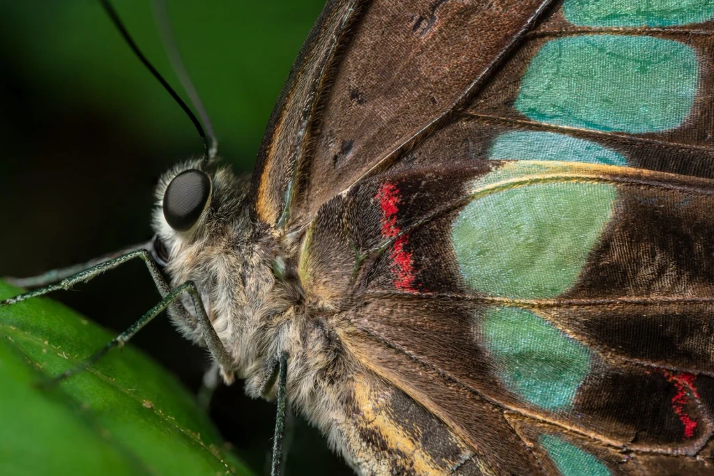 Pattern and Rest, from Butterflies: The Geometry of Metamorphosis