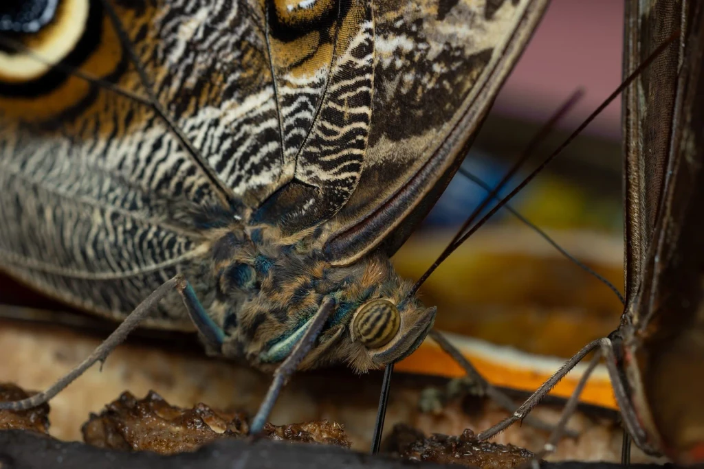 Owl Butterfly Feeding, from Butterflies: The Geometry of Metamorphosis