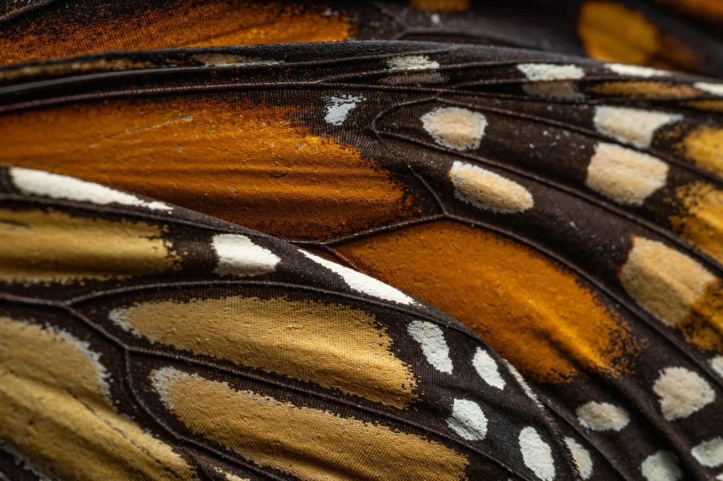 Monarch Detail, from Butterflies: The Geometry of Metamorphosis