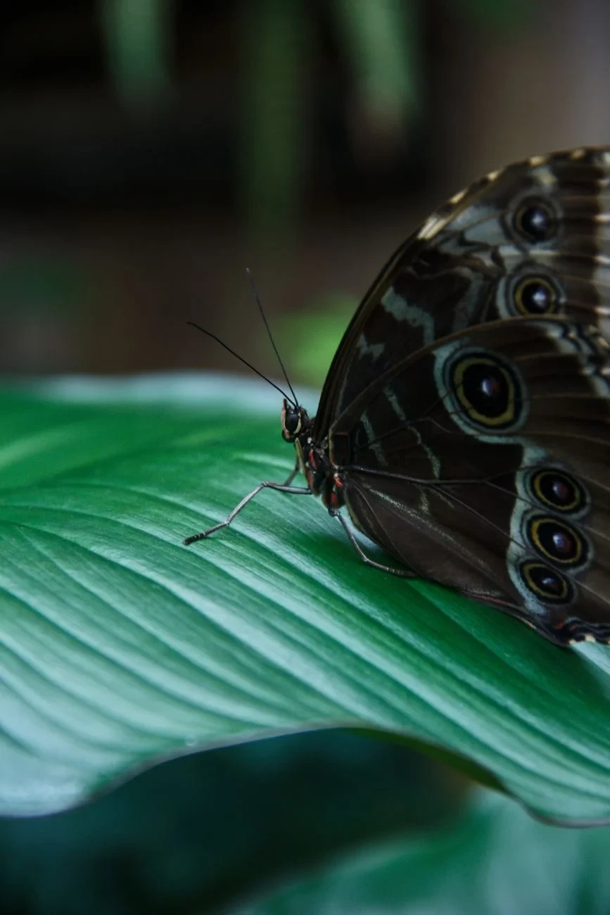 Rest on Green, from Butterflies: The Geometry of Metamorphosis