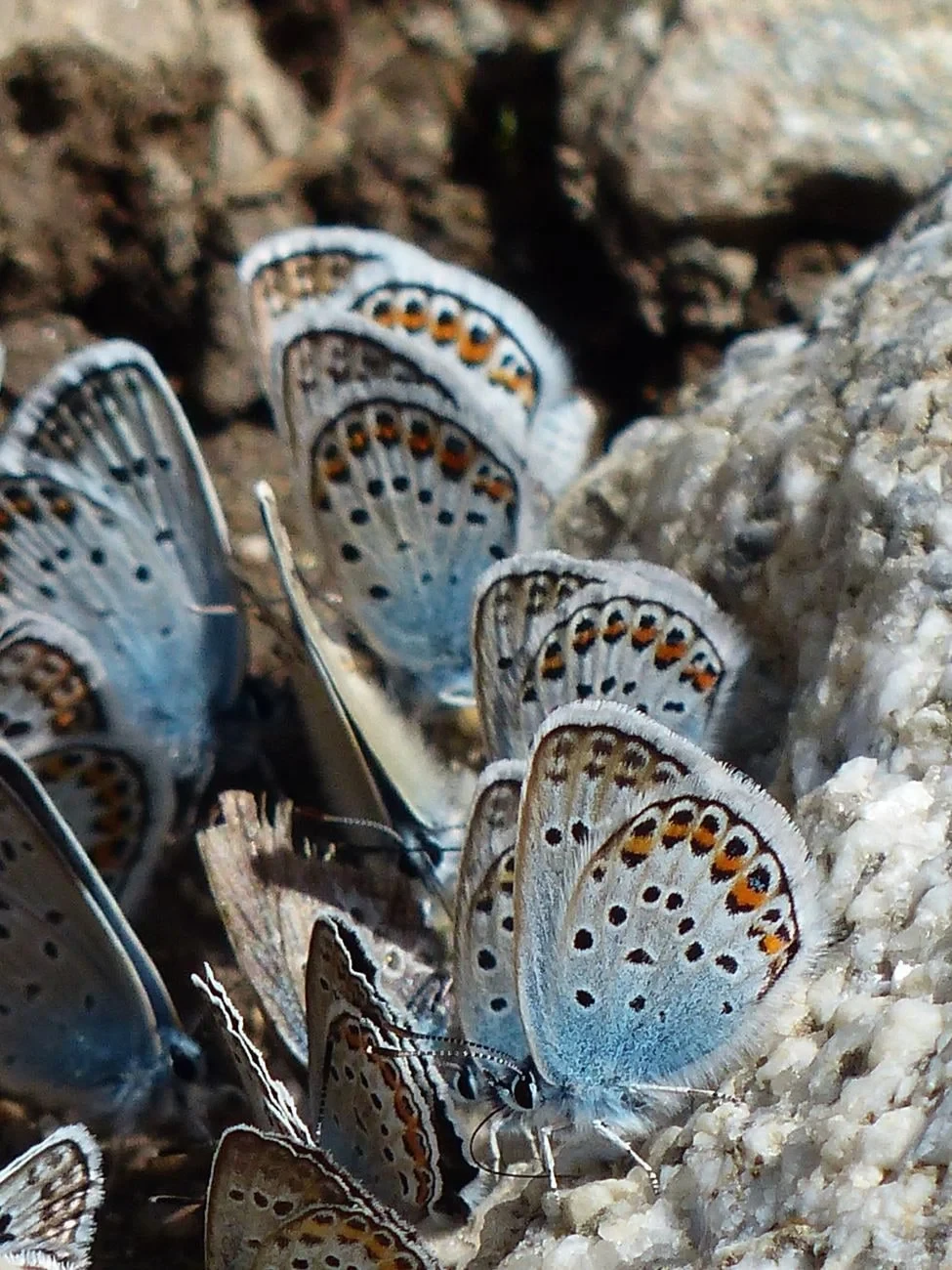 Assembly, from Butterflies: The Geometry of Metamorphosis