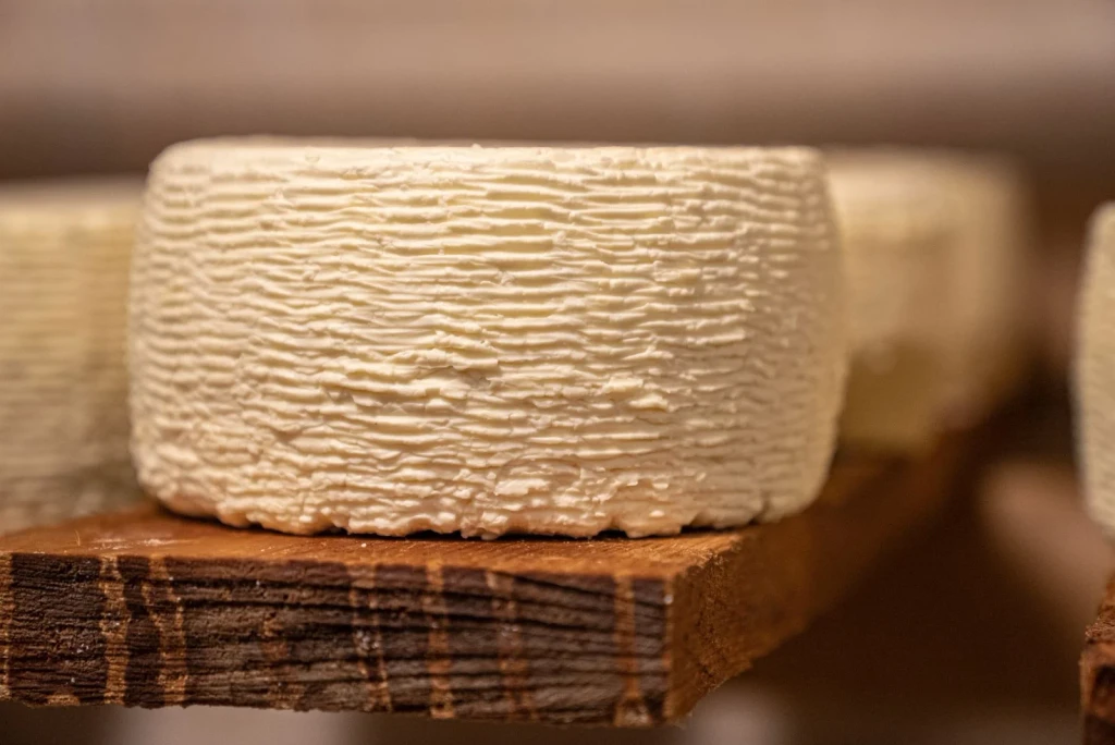 Surface Language, from Cheese Is Milk That Learned to Keep