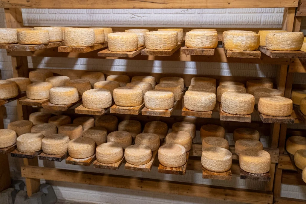 Rows of Becoming, from Cheese Is Milk That Learned to Keep