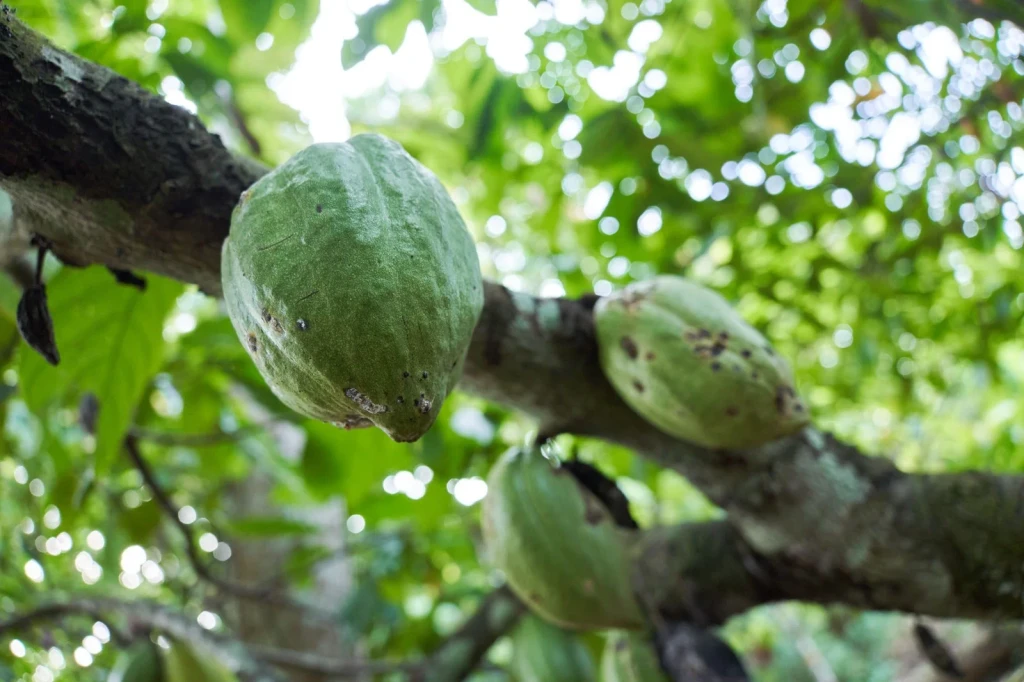 Before Ripeness, from Chocolate Has a Dark Side