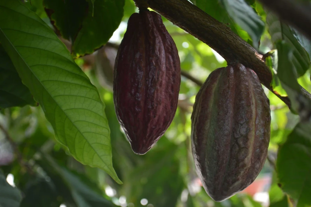Harvest Ready, from Chocolate Has a Dark Side