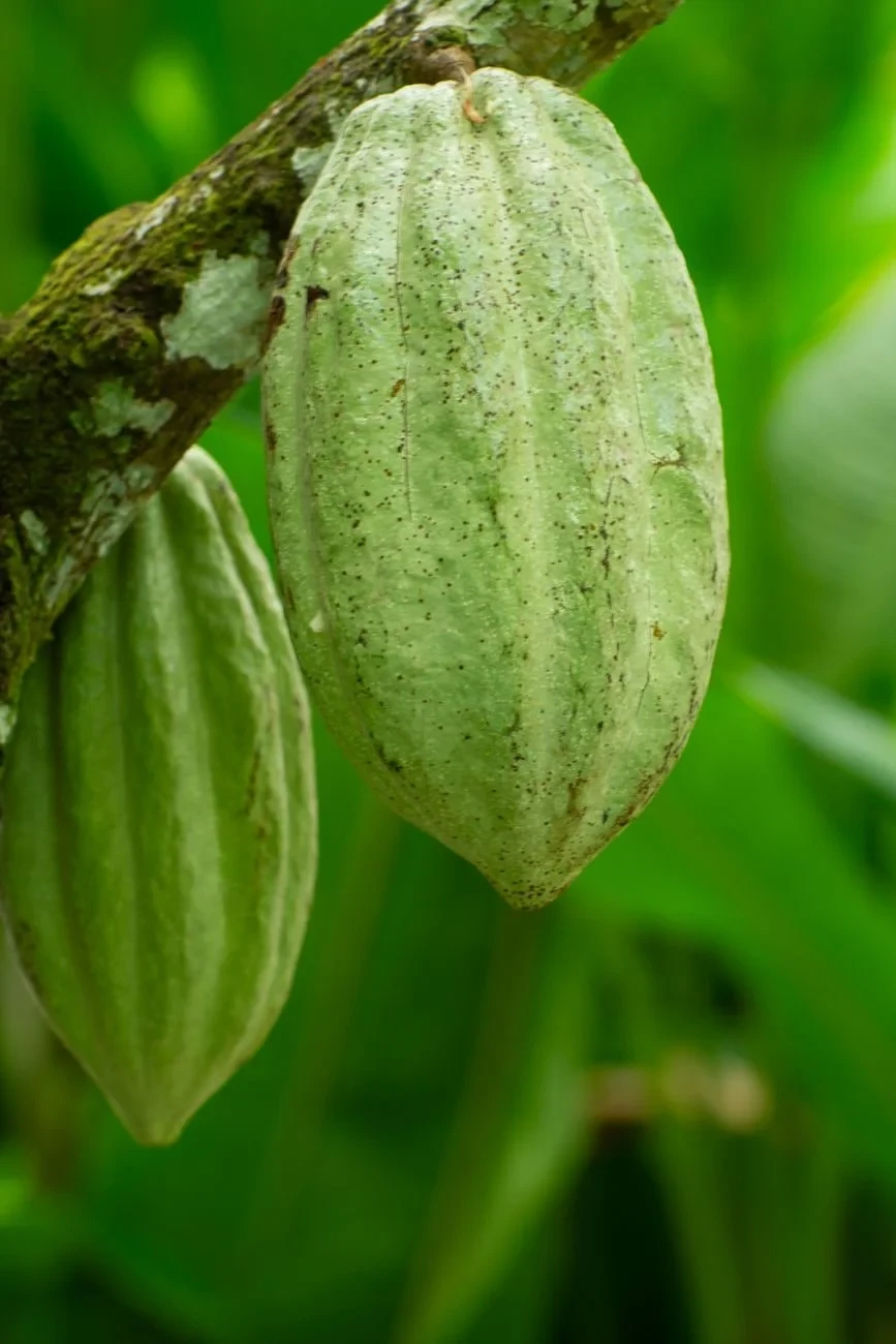 Green Growth, from Chocolate Has a Dark Side