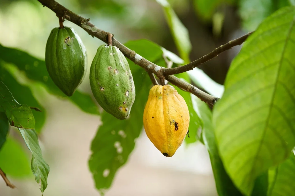 Branch Study, from Chocolate Has a Dark Side