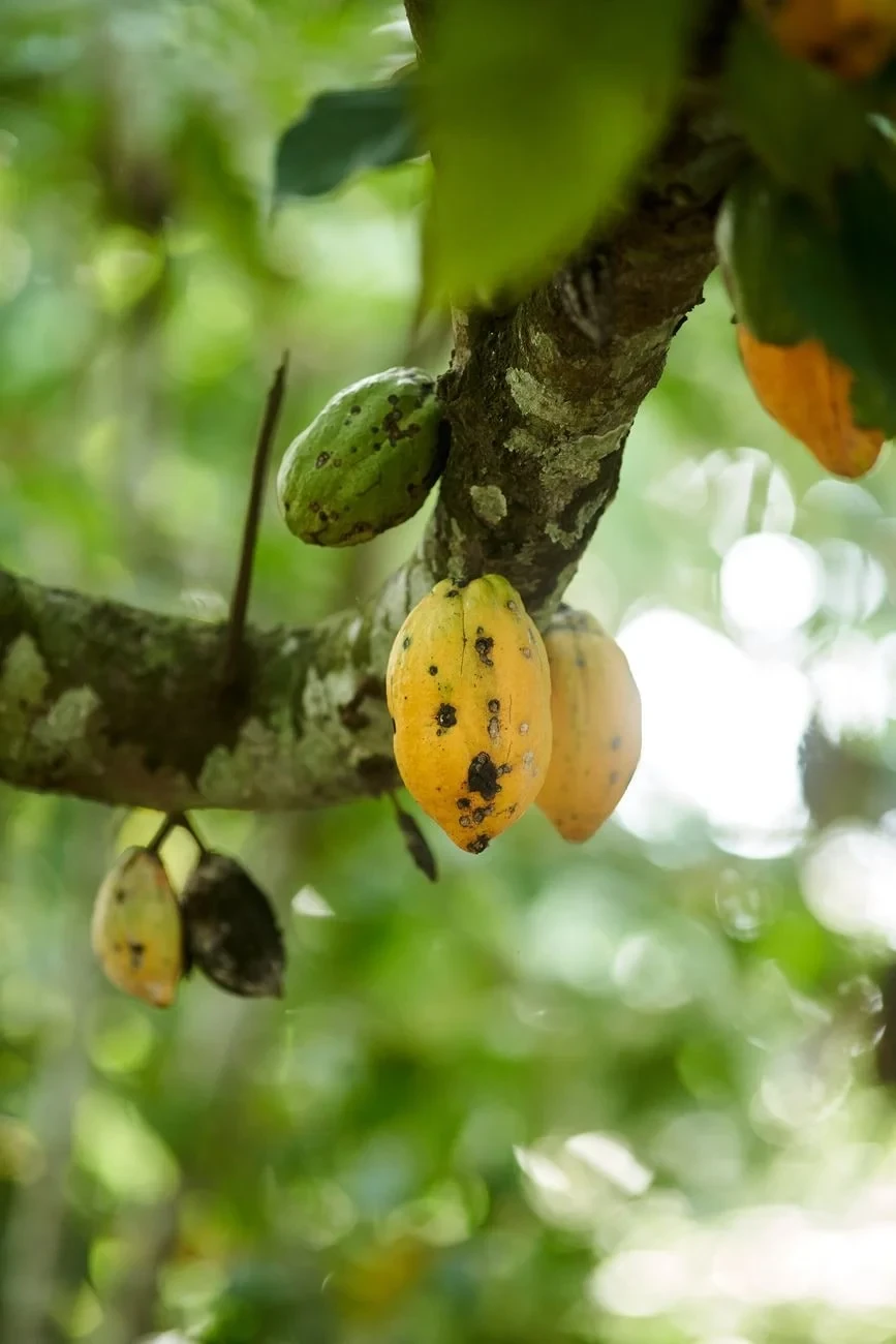 Forest Abundance, from Chocolate Has a Dark Side