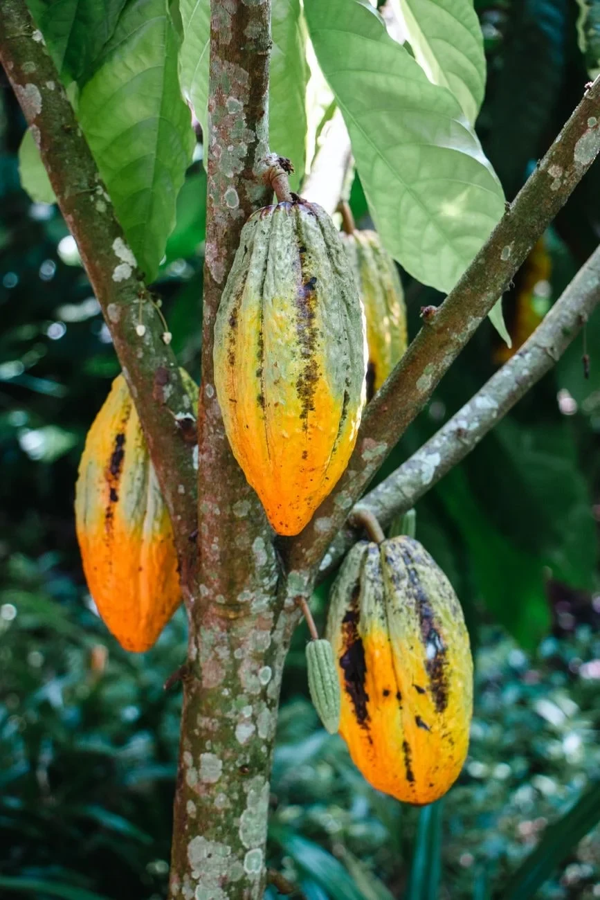 Vibrant Growth, from Chocolate Has a Dark Side