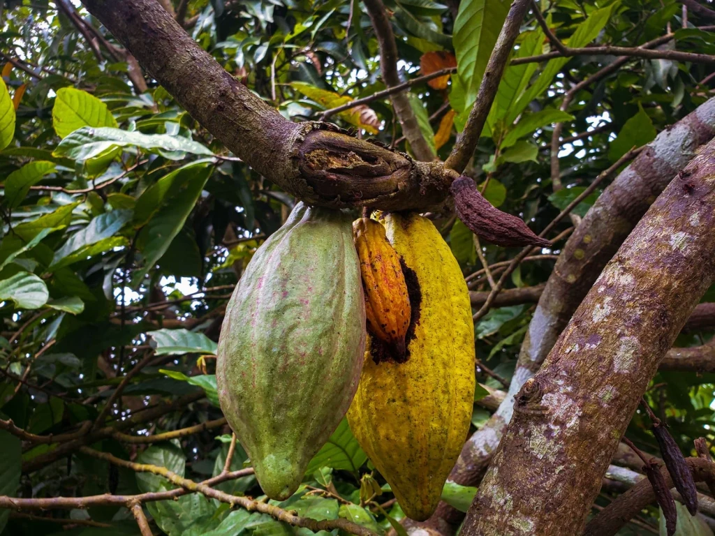 Plantation Setting, from Chocolate Has a Dark Side