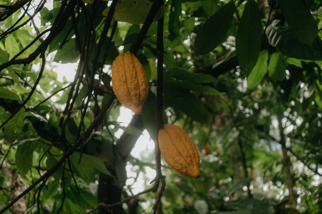 Lush Canopy, from Chocolate Has a Dark Side