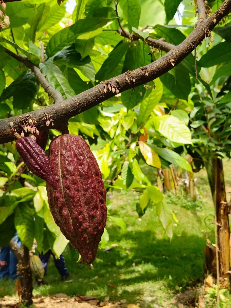 Plantation Life, from Chocolate Has a Dark Side