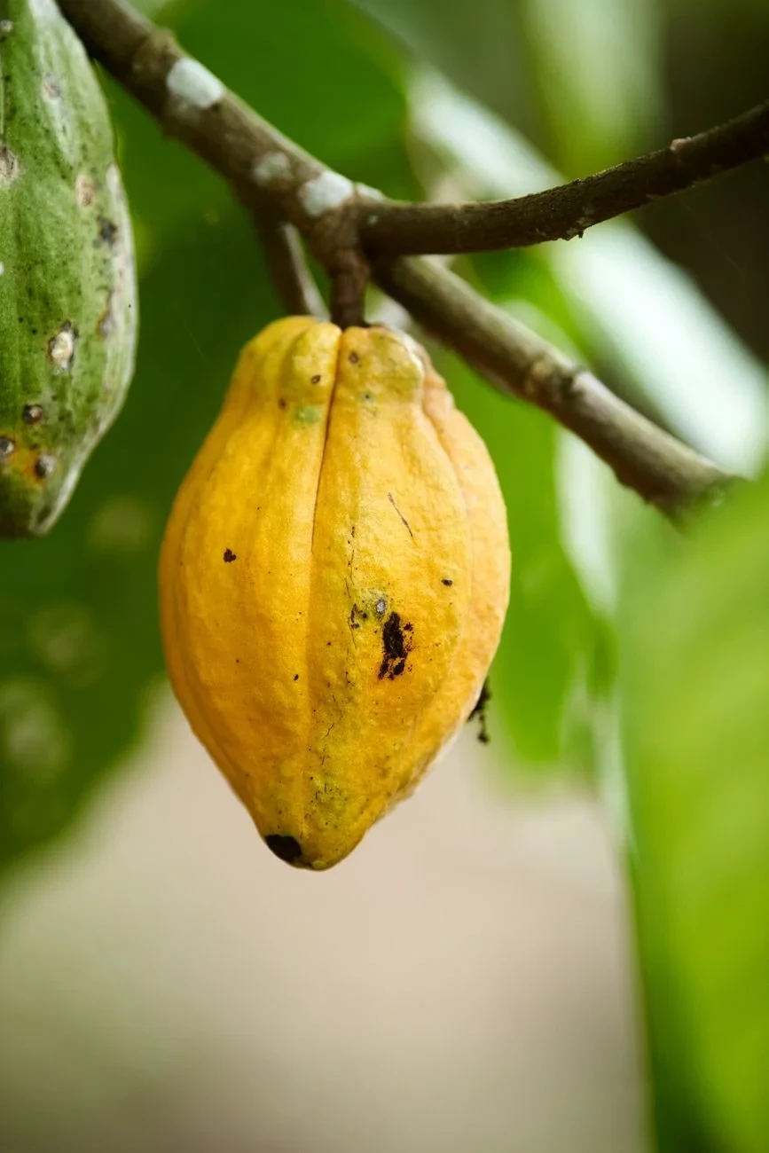 Yellow Pod, from Chocolate Has a Dark Side