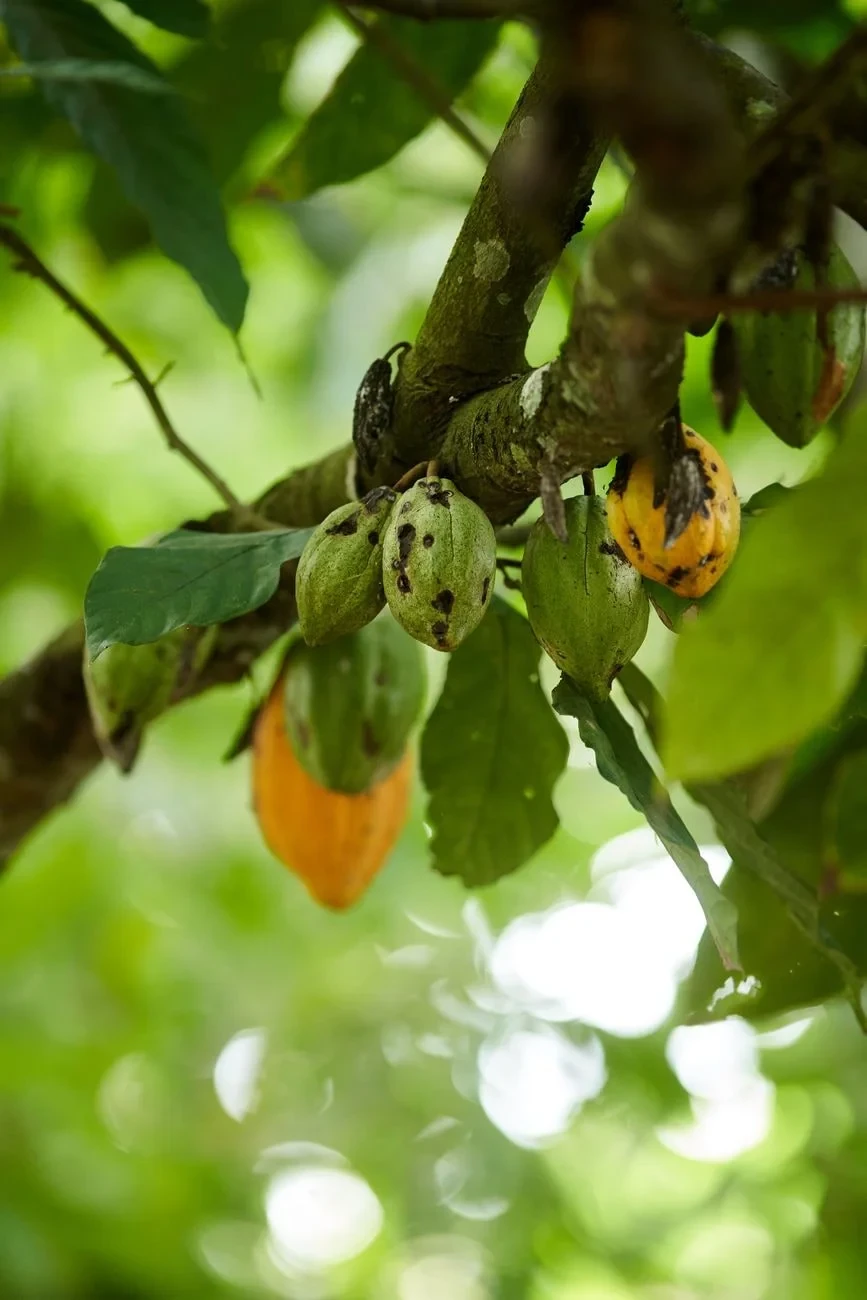 Lush Growth, from Chocolate Has a Dark Side