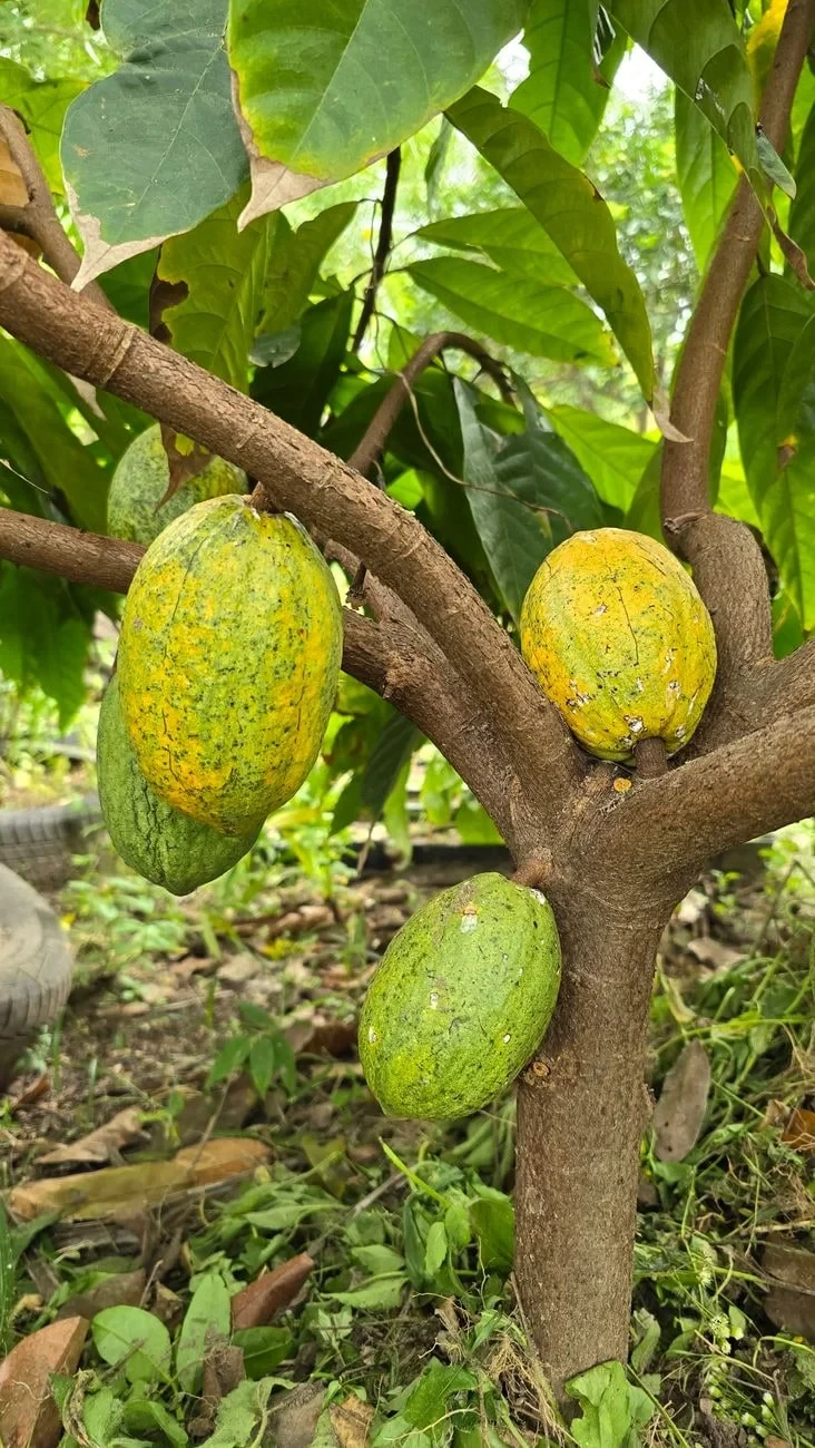Garden Ripening, from Chocolate Has a Dark Side