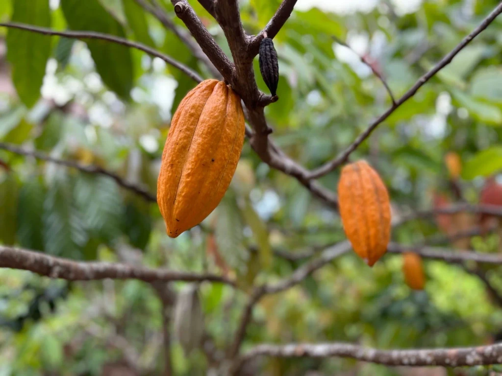 Ripe Pods, from Chocolate Has a Dark Side
