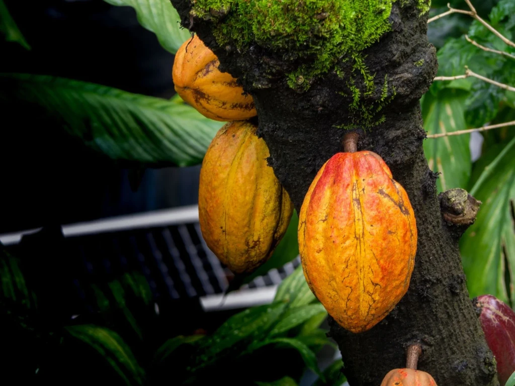 Tree Bearing, from Chocolate Has a Dark Side