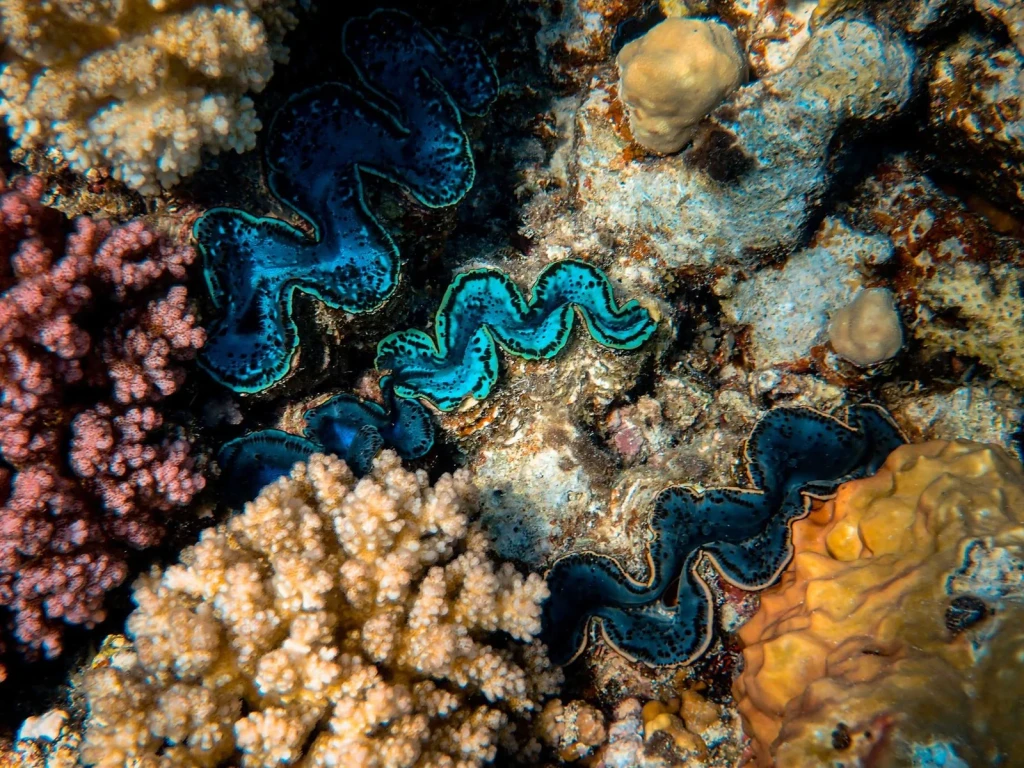 Patterns and Abundance, from Coral Reefs Are Cities