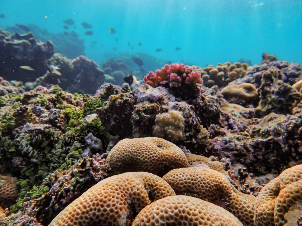 Reef Ecosystem, from Coral Reefs Are Cities