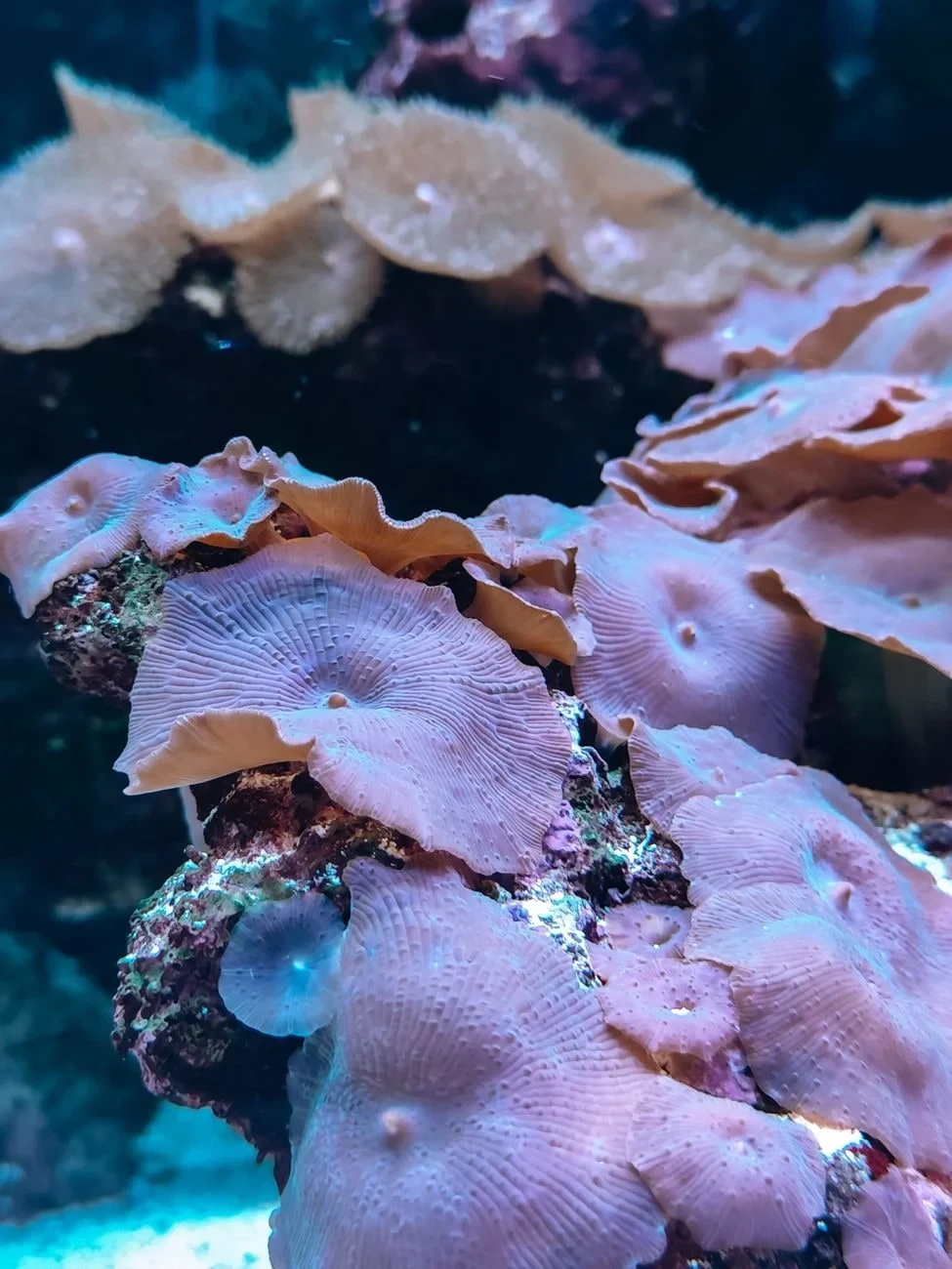 Pink Coral Close-up, from Coral Reefs Are Cities