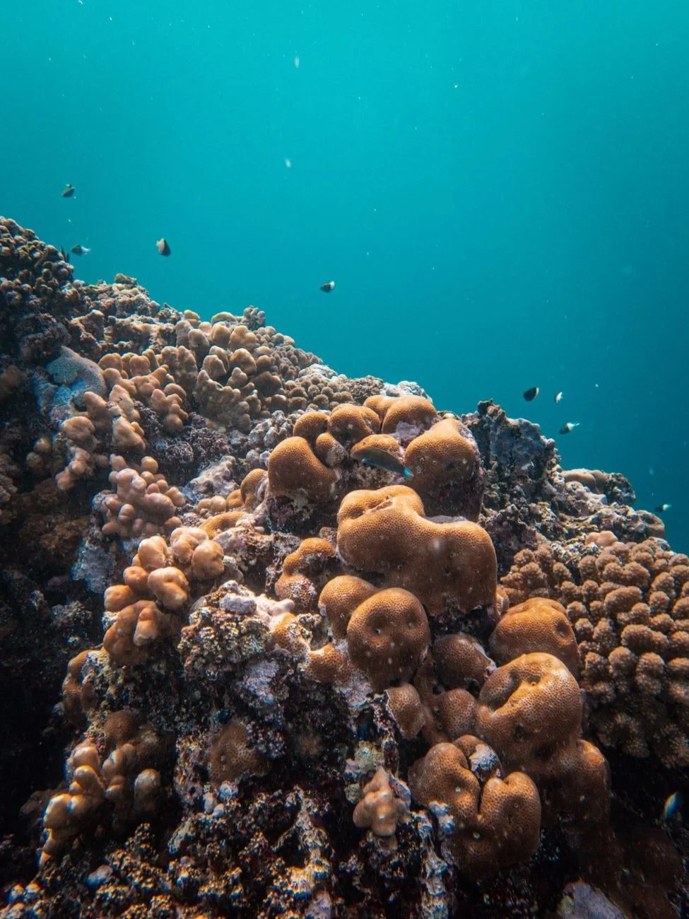 Vibrant Ecosystem, from Coral Reefs Are Cities