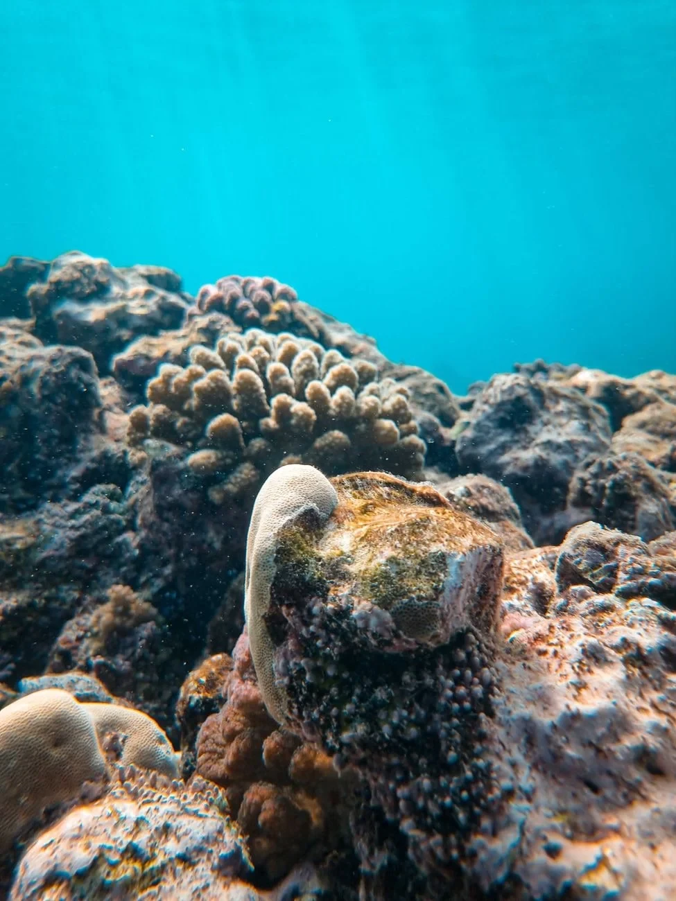 Coral Proximity, from Coral Reefs Are Cities