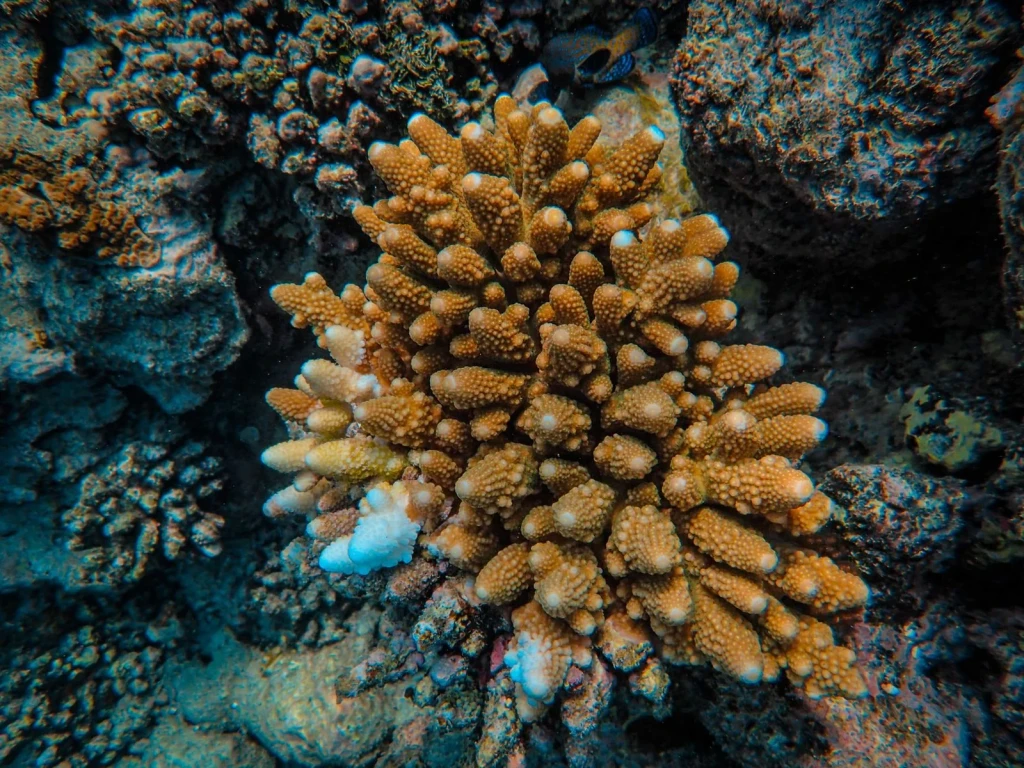Biodiversity Detail, from Coral Reefs Are Cities