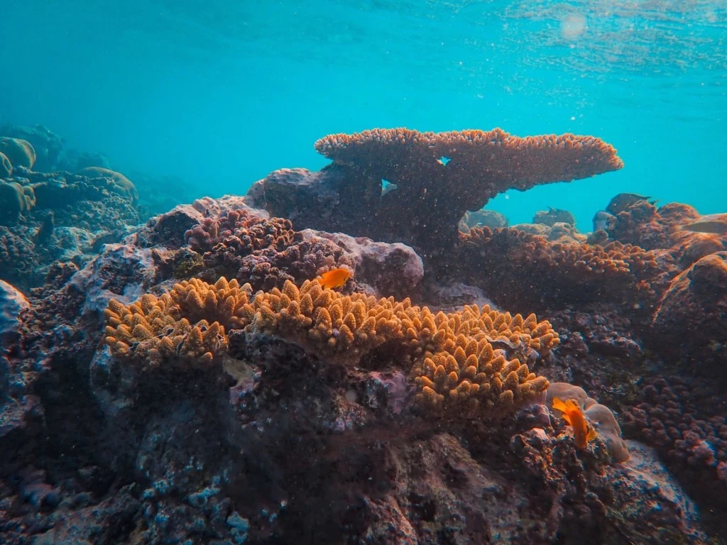 Clear Waters, from Coral Reefs Are Cities