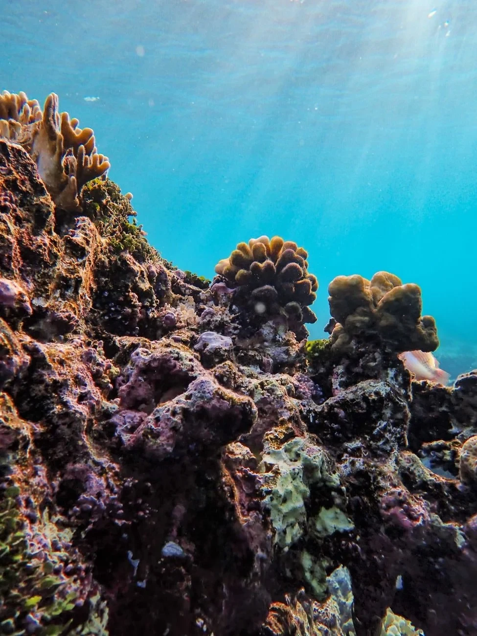 Sunlit Reef, from Coral Reefs Are Cities