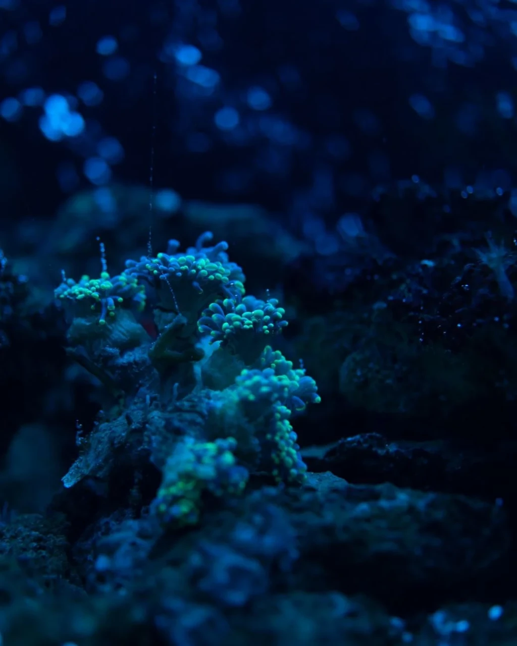 Coral in Darkness, from Coral Reefs Are Cities