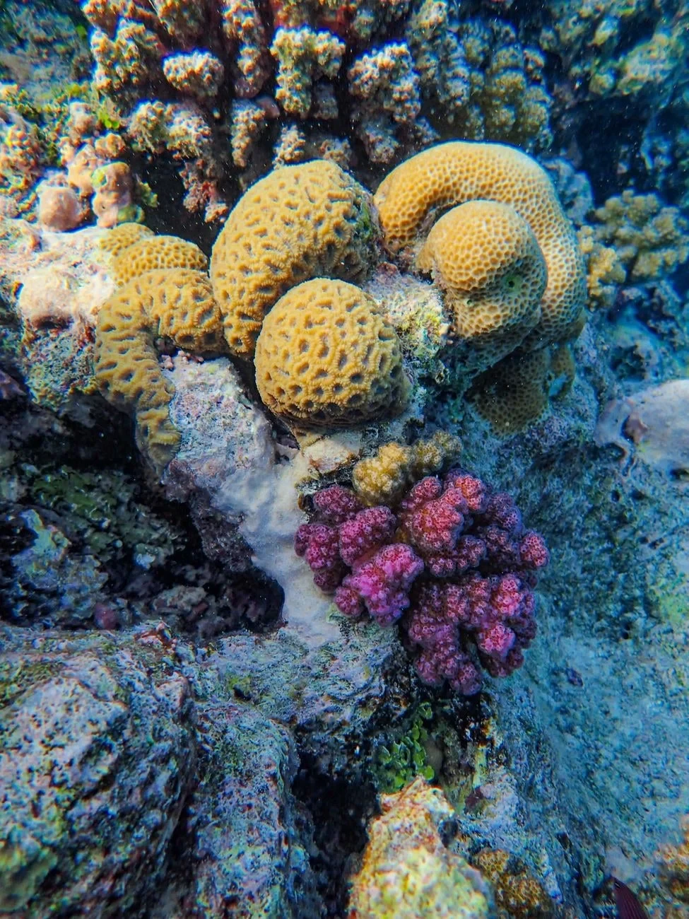 Close Quarters, from Coral Reefs Are Cities