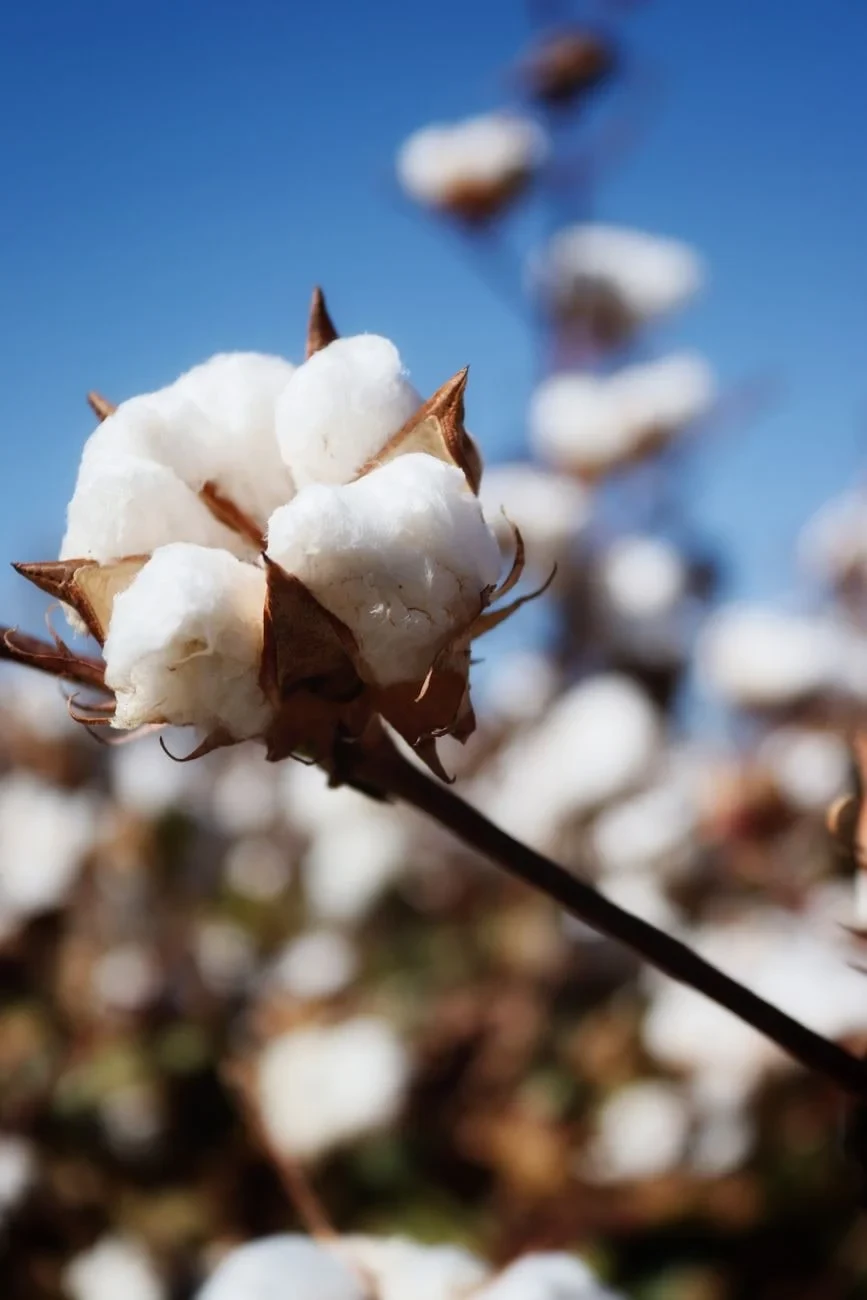 Cotton Bolls and Sky, from Cotton Changed Labour Forever