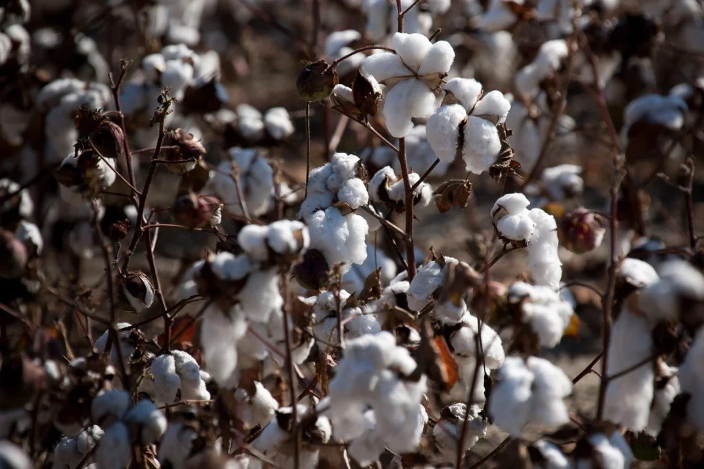 Ready for Harvest, from Cotton Changed Labour Forever