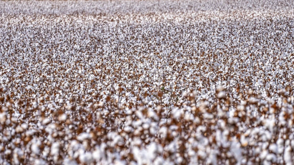 Ready for Harvest, from Cotton Changed Labour Forever