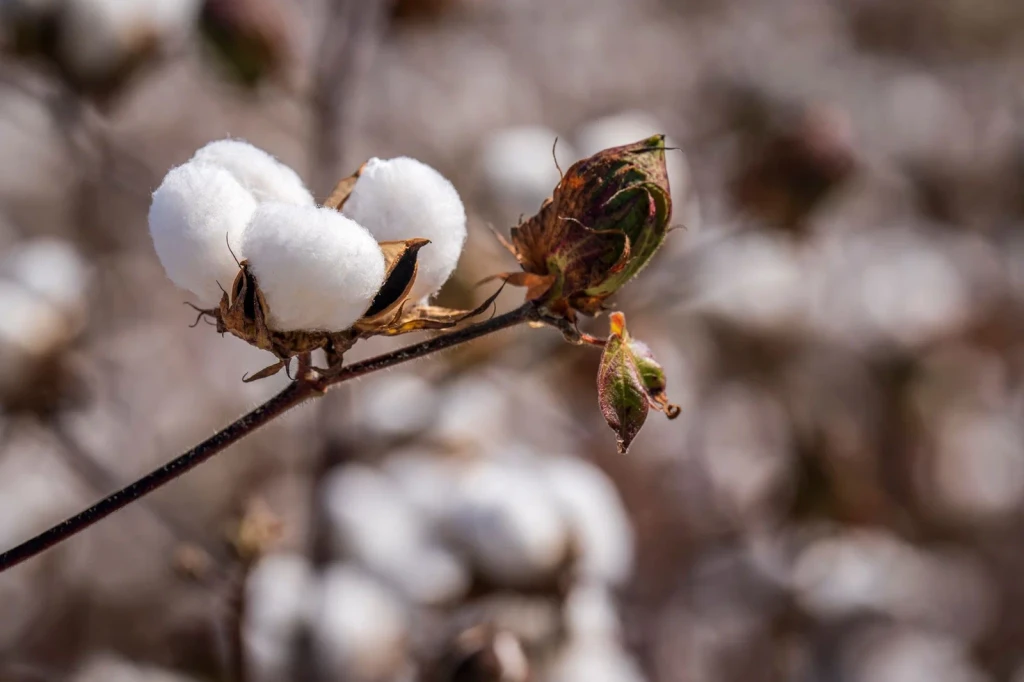 Close Study, from Cotton Changed Labour Forever