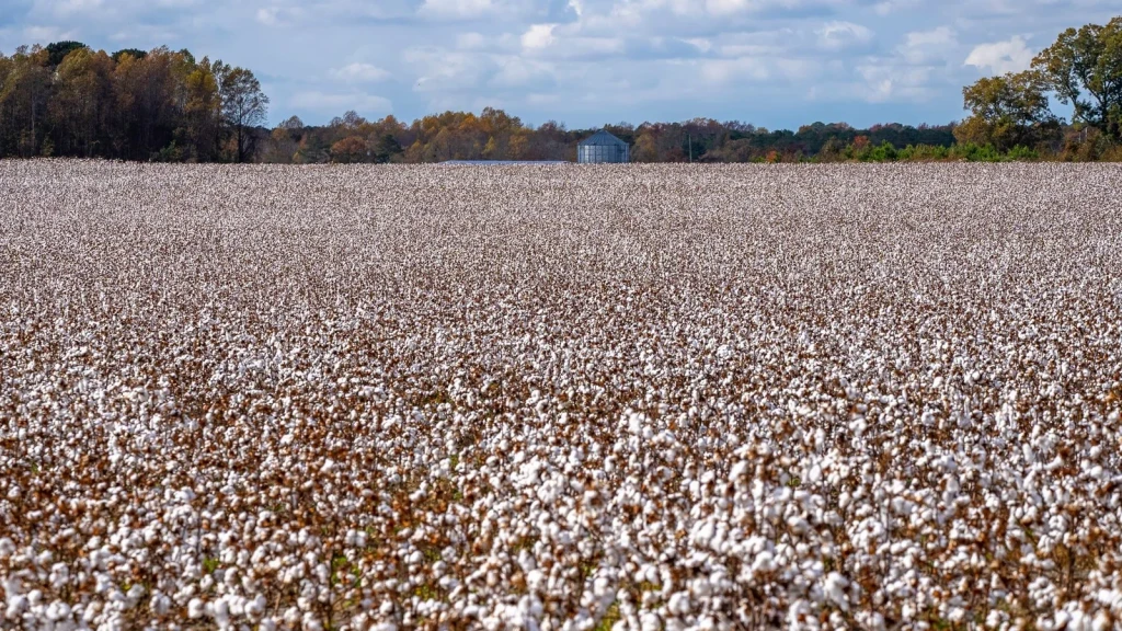 Field Under Sky, from Cotton Changed Labour Forever