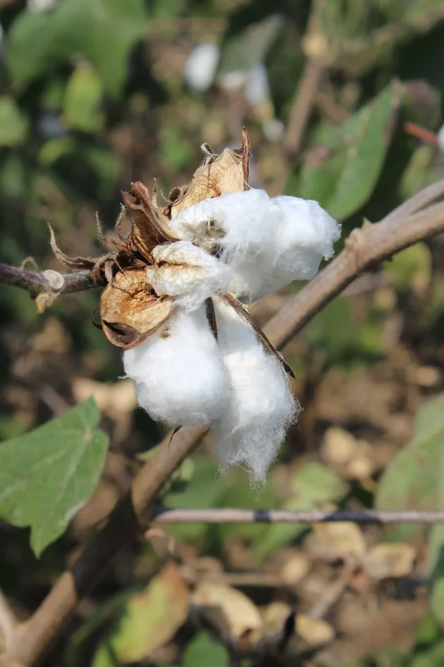 Mature Boll, from Cotton Changed Labour Forever