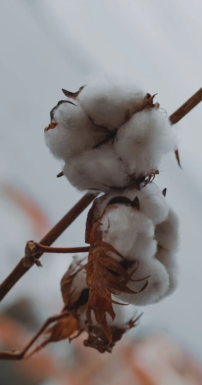Growth and Harvest, from Cotton Changed Labour Forever