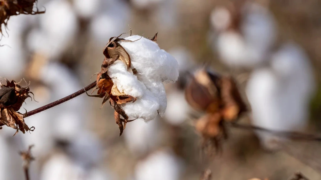 Mature Boll, from Cotton Changed Labour Forever