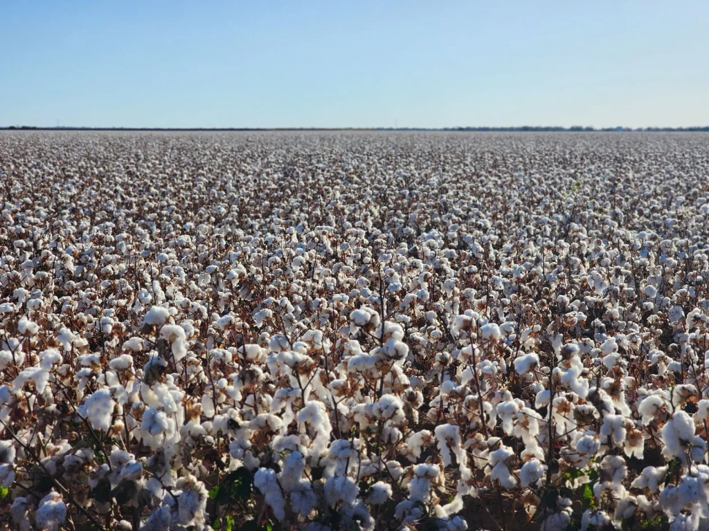 Abundance, from Cotton Changed Labour Forever