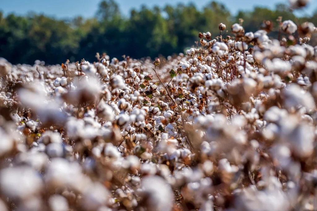Field in Bloom, from Cotton Changed Labour Forever