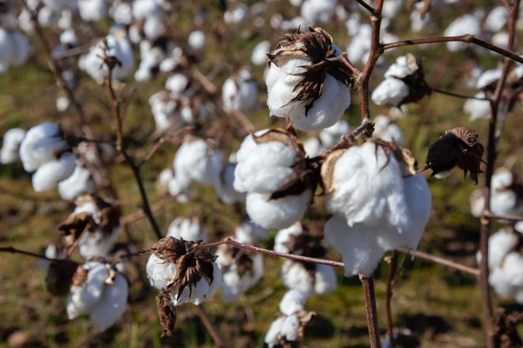 North Carolina Field, from Cotton Changed Labour Forever