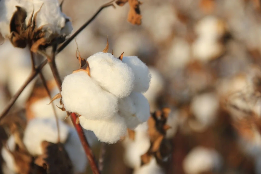 Single Boll in Sunlight, from Cotton Changed Labour Forever