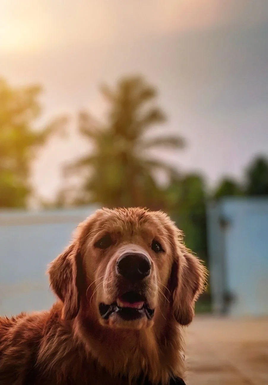 Untitled (Golden Retriever at Sunset), from How Dogs Became Our Oldest Friends
