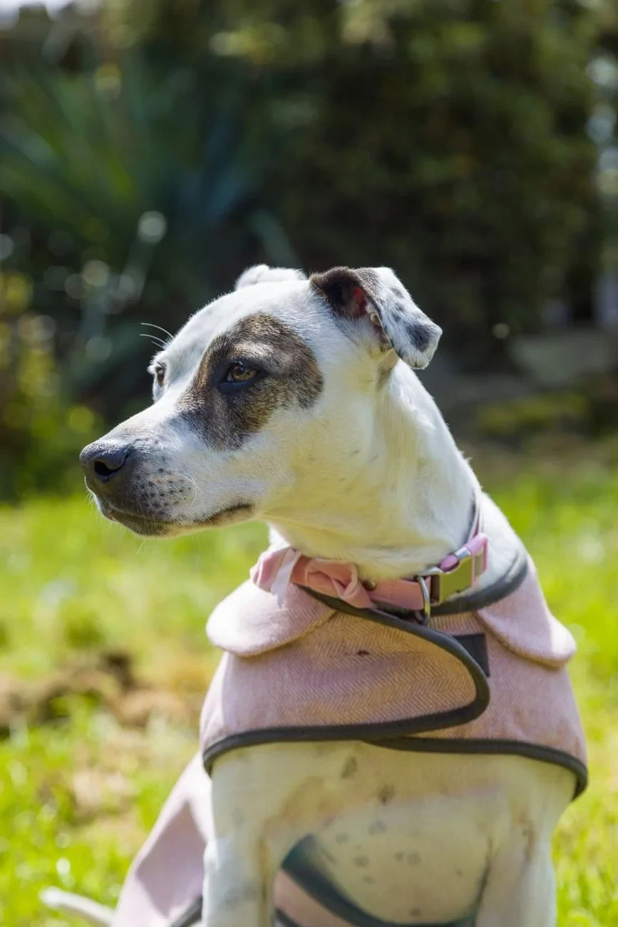 Untitled (Dog in Pink Coat), from How Dogs Became Our Oldest Friends